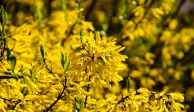 Zbierz młode kwiaty i zaparz jak herbatę. Zobacz, dlaczego warto sięgnąć po forsycję