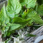 Zbierz podczas spaceru i zrób syrop. Poprawisz odporność i metabolizm