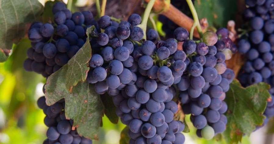 Zbierzesz obfite plony w sezonie, jeśli zimą odpowiednio przytniesz winorośl.