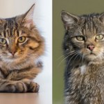 Żbik czy kot domowy? Jak rozpoznać drapieżnika w polskim lesie