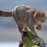 Żbik może wrócić do tych lasów po ponad 100 latach