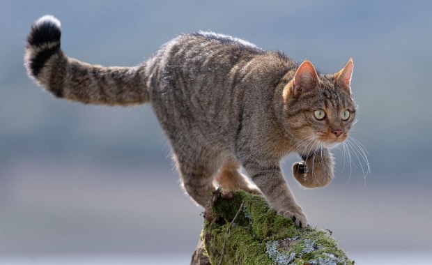 Żbik może wrócić do tych lasów po ponad 100 latach