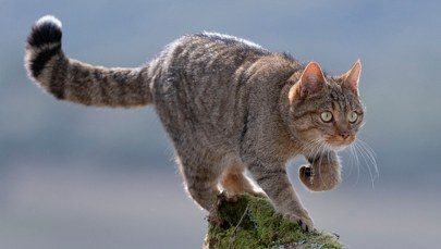 Żbik może wrócić do tych lasów po ponad 100 latach