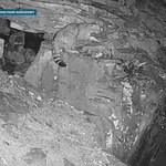 Żbik namierzony w Beskidach