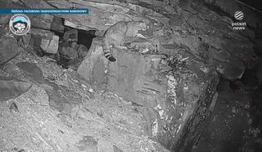 Żbik namierzony w Beskidach