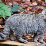 Żbik w polskich lasach. Ostatnie dzikie koty walczą o przetrwanie