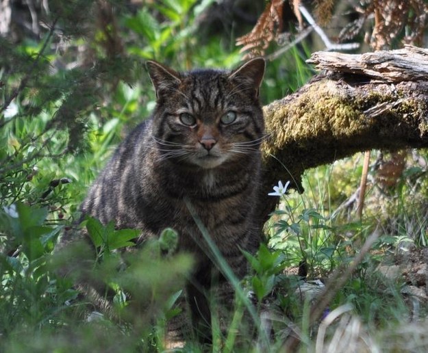 Żbik wypuszczony do Cairngorms National Park w Szkocji w ramach programu Saving Wildcats w 2023 /Fot. Saving Wildcats /Materiały prasowe