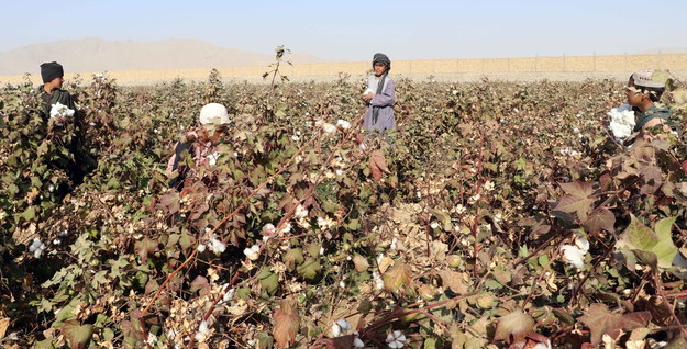 Zbiór bawełny na plantacji w Kandaharze /STRINGER /PAP/EPA