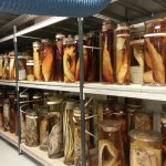 Zbiory Darwina sprzed 200 lat. Zbadali zawartość bez otwierania słojów