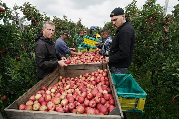 Zbiory jabłek były bardzo dobre. Fot. Johannes Simon /Getty Images/Flash Press Media