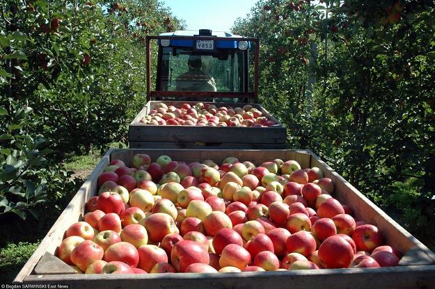 Zbiory jabłek koło Grójca. Fot. BOGDAN SARWIŃSKI /Agencja SE/East News
