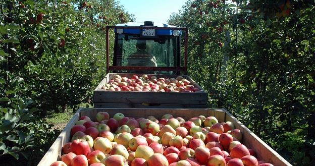 Zbiory jabłek koło Grójca. Fot. BOGDAN SARWIŃSKI /Agencja SE/East News