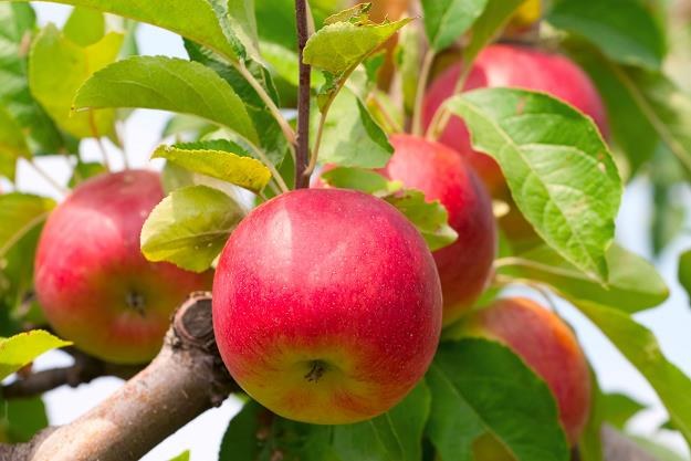Zbiory jabłek mogą być nawet o 20 procent niższe /&copy;123RF/PICSEL