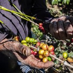 Zbiory kawy spadają. Powodem exodus pracowników z Ameryki Środkowej