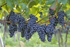 Zbiory nie tylko jesienią. Jak uprawia się winorośle w Polsce?