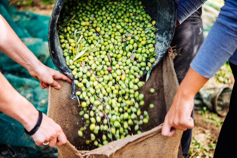 Zbiory oliwek mogą być w tym roku słabe /123RF/PICSEL