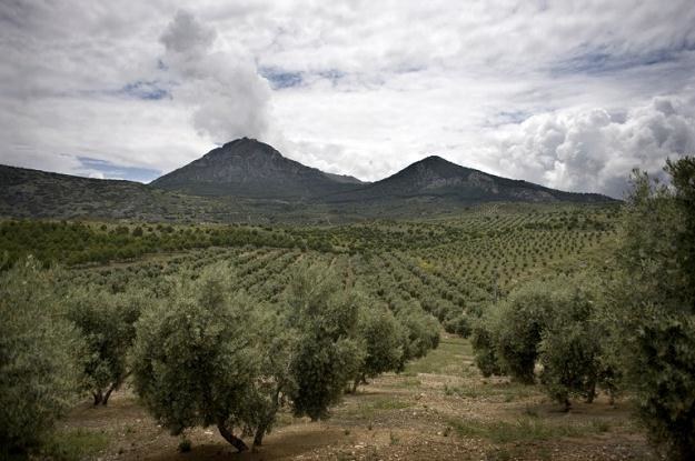 Zbiory oliwek to dla wielu andaluzyjskich rodzin kwestia przetrwania /AFP