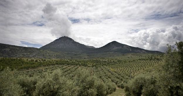 Zbiory oliwek to dla wielu andaluzyjskich rodzin kwestia przetrwania /AFP
