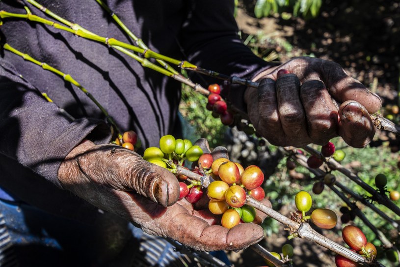 Zbiory owoców kawy na plantacji w Heredia, Kostaryka /EZEQUIEL BECERRA /AFP