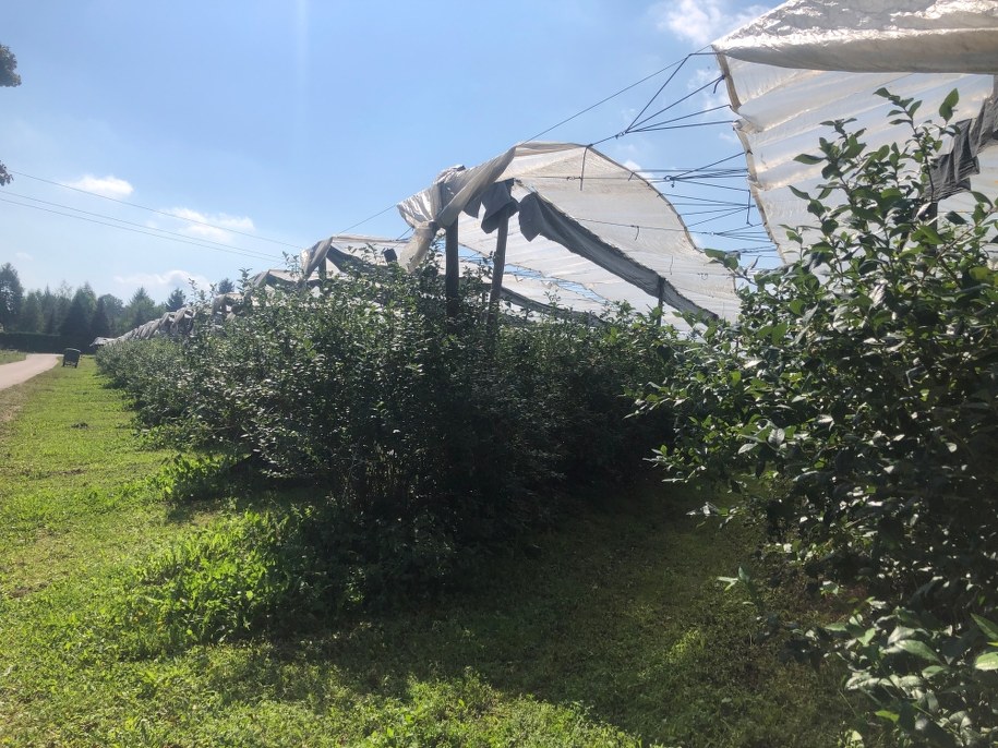 Zbiory owoców /Michał Dobrołowicz /RMF FM