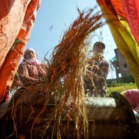 Zbiory ryżu w Nepalu 