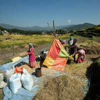 Zbiory ryżu w Nepalu 