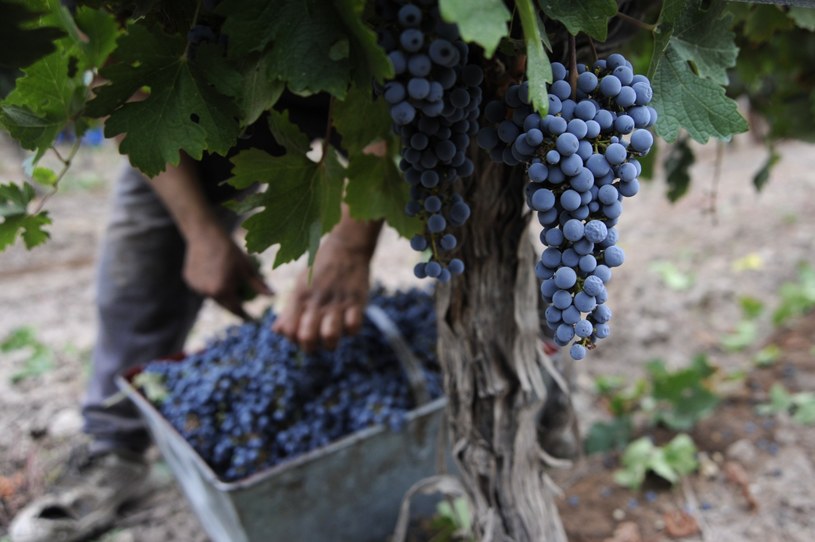 Zbiory winogron w winnicy w Cruz de Piedra (Argentyna) /Andres Larrovere /AFP