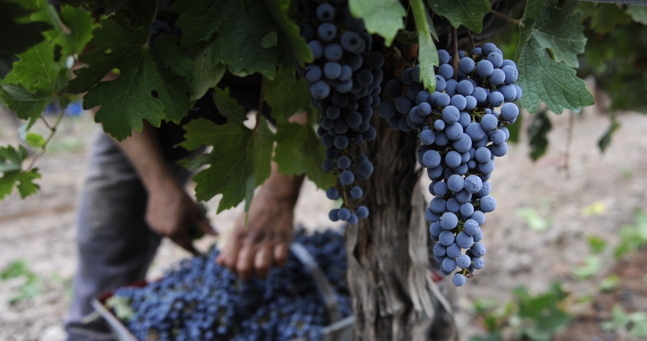 Zbiory winogron w winnicy w Cruz de Piedra (Argentyna) /Andres Larrovere /AFP