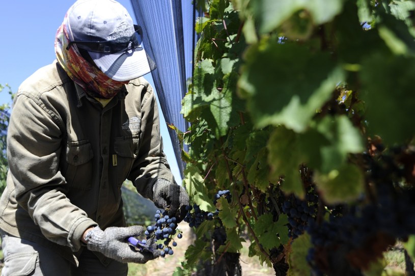 Zbiory winogron w winnicy w Cruz de Piedra (Argentyna) /Andres Larrovere /AFP