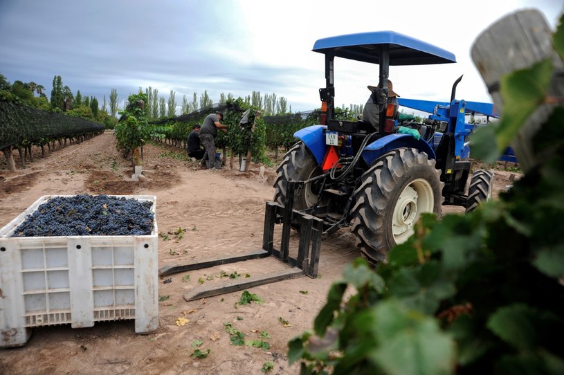 Zbiory winogron w winnicy w Cruz de Piedra (Argentyna) /Andres Larrovere /AFP