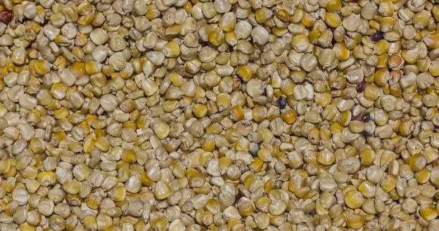 Zbiory zbóż będą niższe /&copy;123RF/PICSEL