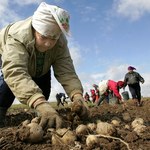 Zbiory ziemniaków mniejsze nawet o 30 proc. niższe