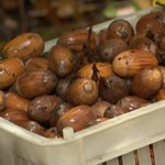 Zbiory żołędzi w lasach. Ten rok jest wyjątkowy