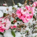 Zbliża się czas zimowania pelargonii. Sprawdź, kiedy zabrać je do domu 