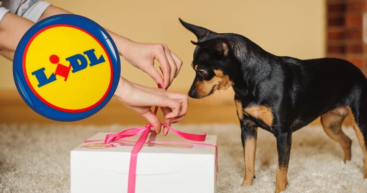 Zbliża się Dzień Psa! Lidl wystartował z wielką promocją dla czworonogów /adobestock /INTERIA.PL