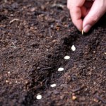 Zbliża się najlepszy moment na wysiew papryki. Nie prześpij tego terminu 