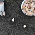 Zbliża się termin sadzenia czosnku. Nie przegap go, jeśli chcesz mieć duże zbiory