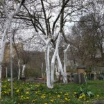 Zbliża się termin tego zabiegu w sadzie. Ochroni drzewka owocowe