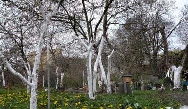 Zbliża się termin tego zabiegu w sadzie. Ochroni drzewka owocowe