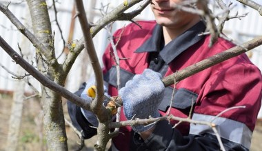 Zbliża się termin ważnego zabiegu dla czereśni. Nie przegap go, bo z owoców wyjdą nici