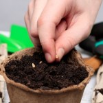 Zbliża się termin wysiewu bratków. Nie przegap, jeśli chcesz, by zakwitły wiosną