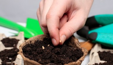 Zbliża się termin wysiewu bratków. Nie przegap, jeśli chcesz, by zakwitły wiosną