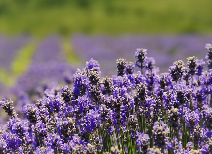 ​Zbliża się istotny termin dla lawendy. Nie przegap tego zabiegu, jeżeli chcesz, by bujnie kwitła