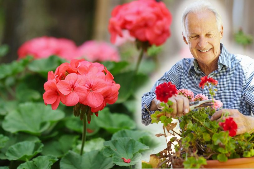 Zbliża się ważny termin dla miłośników pelargonii. Zaznacz w kalendarzu: 8-14 marca