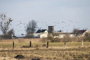 Zbliża się wiosna. Na Warmię i Mazury wróciły żurawie 