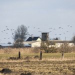 Warmia i Mazury Zbliża się wiosna. Na Warmię i Mazury wróciły żurawie