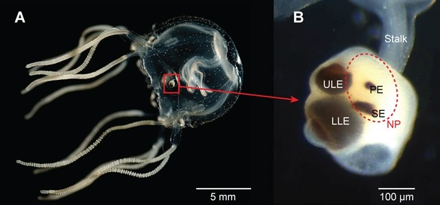 Zbliżenie na ropalium, czyli kompleksowy narząd zmysłu meduzy. W jego skład wchodzą najczęściej proste narządy światłoczułe i narząd równowagi /(Bielecki etal., PLOS ONE, 2014) /domena publiczna
