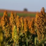 Zboże, które może zrewolucjonizować zdrową dietę