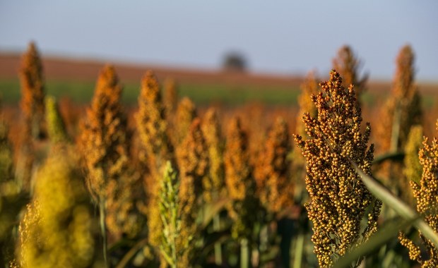 Zboże, które może zrewolucjonizować zdrową dietę