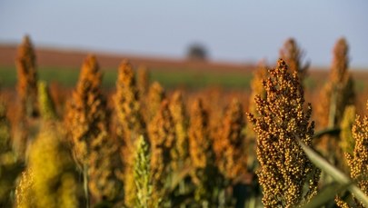 Zboże, które może zrewolucjonizować zdrową dietę